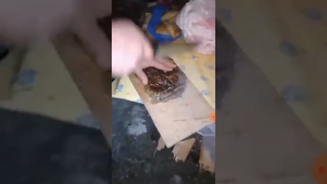 Как готовится шашлык из печени баранины очень вкусно#шашлык #таджикистан #природа #кебаб #мир