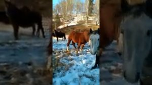 Жеребчики полутяжики (1,5 годовалые) отец чистокровный советский тяжеловоз. Алтай 2020г