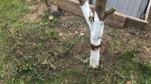 Делаю Ловушка для муравьёв на плодовых деревьях.Очень просто