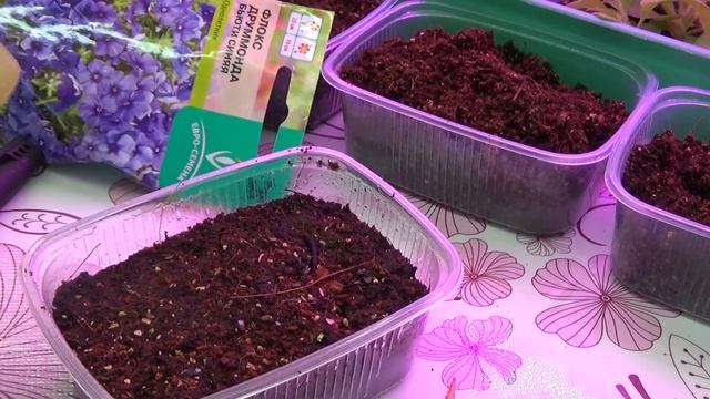 Посев цветов, флокс однолетний, март 2020 г. смотреть онлайн