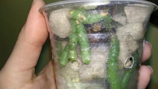 ВСЕ ВРЕМЯ орхидеи ОПРЫСКИВАЮ! корни ПРУТ! листья ПЛОТНЫЕ! орхидеи ПОЛЮБЯТ ЭТОТ полив! смотреть онлайн