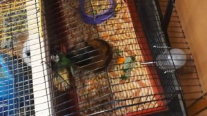 ||Какие веточки можно давать морским свинкам|| можно ли морским свинкам Лопухи||И одуванчики||