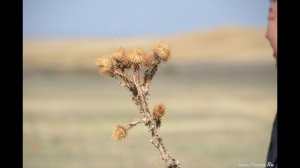 Верблюжья колючка (Степная Роза). Калмыцкая степь. Октябрь
