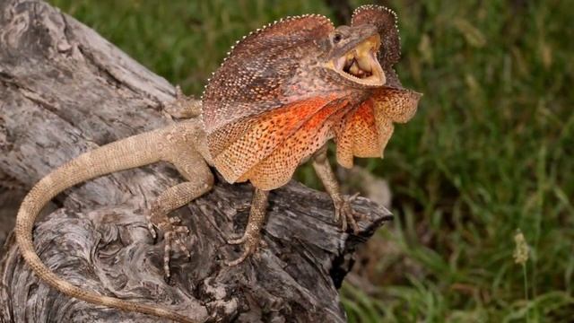 Плащеносная ящерица (лат. Chlamydosaurus kingii)