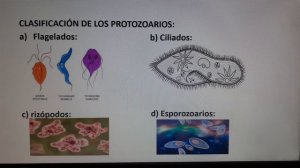 Repaso del reino monera, protista y hongos