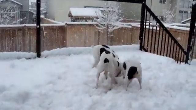 Kongo Safari & Malika Rat Terriers Playing in the Snow! смотреть онлайн