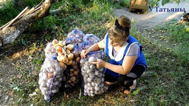 Правила хранения лука. Как хранить лук. Способы хранения лука. смотреть онлайн