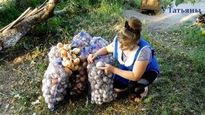 Правила хранения лука. Как хранить лук. Способы хранения лука.