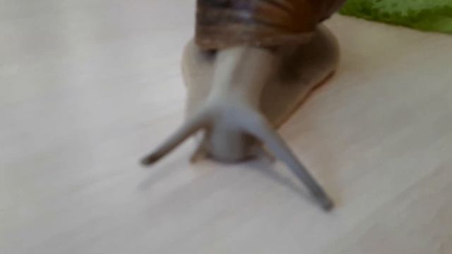 КАК ОТЛИЧИТЬ АХАТИНУ ОТ АРХАХАТИНЫ?
