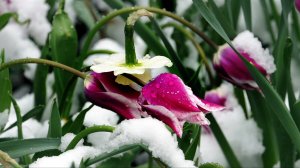 Апрель, чего хочет...April, April (der weiß nicht, was er will) Frühling schnee im April. /Tierpark/