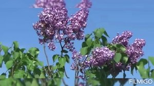 Как прекрасен этот мир . Живая природа .