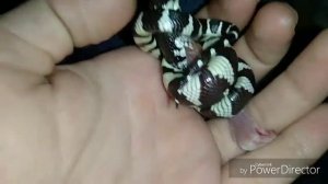 Не стандартное кормление калифорнийской молочной змеи.