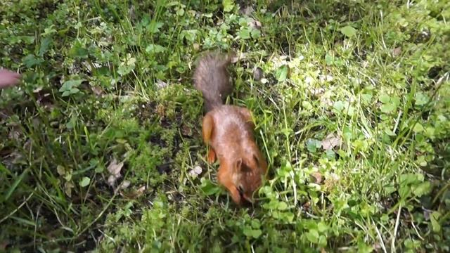 Кормим белочек в ЦПКиО им. С.М. Кирова (05.06.22) смотреть онлайн