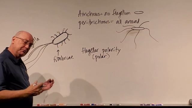Microbiology Chapter 4, Prokaryotes vs Eukaryotes continued. смотреть онлайн