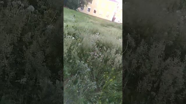 VID-20240616-WA0001.mp4 смотреть онлайн