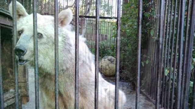 Медведица ждала своего спасения на протяжении 30 лет смотреть онлайн