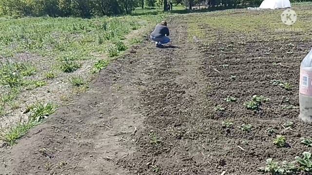 утиное пополнение/ получили яйцо из Дагестана смотреть онлайн