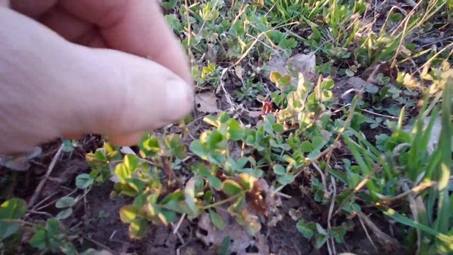 Подпокровные травы, люцерна, рожь смотреть онлайн