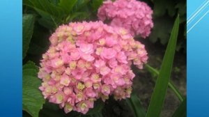 Мои любимые гортензии. Широколистные сорта