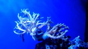 Синулярия (Sinularia) в рифовом аквариуме