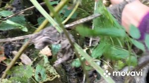 Открыла сезон осенних опят. Курская область 10.10.2020 г.