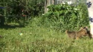 норвич терьер щенки видео для www.norwich-terrier.su .mpg