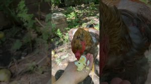 Подготовка бойцового петуха яйцом. #дакан