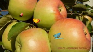 Яблоня карликовая Неженка (malus nezhenka) ? яблоня Неженка обзор: как сажать саженцы яблони Неженк
