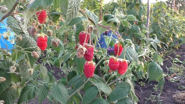 РУБИНОВОЕ ОЖЕРЕЛЬЕ, очень красивый сорт ремонтантной малины смотреть онлайн