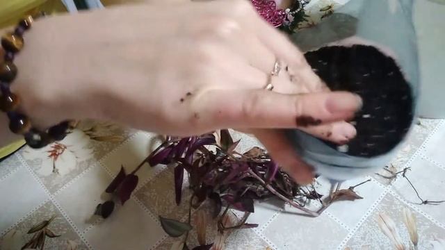 Вторая жизнь традесканции "Зебрина" #ВиленаЦветкова