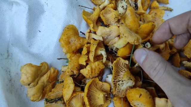 Лисички и Белые грибы в Августе.Грибное лето.Грибы 2023
