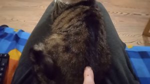 кошка дёргает спиной от прикосновение к шерсти смешные приколы с животными