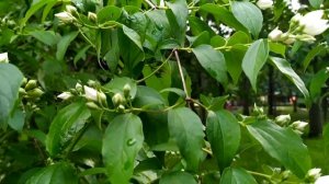 СОВЕТЫ СИБИРСКОЙ ТРАВНИЦЫ