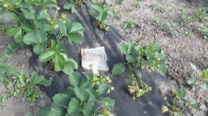 Сорт клубники вайбрант