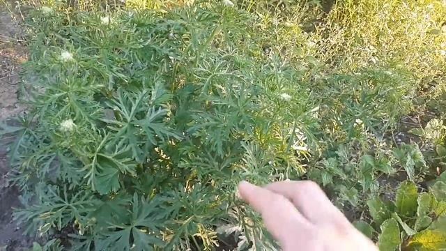 Неприхотливые многолетники (и гипсофила). Коротко о главном