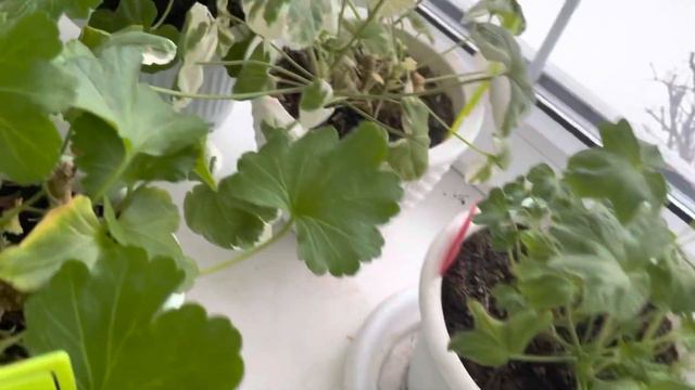 Пеларгония в декабре. Итоги осенней обрезки смотреть онлайн