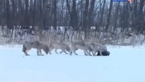 Рейтинг Баженова Самые опасные животные России № 2