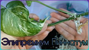 Эпипремнум Пиннатум вариегатный?Готов к посадке?Из перлита в грунт?Состав?Полив?Размножение?