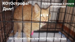 Друзья, у нас сегодня с котим Рыжиком случилась кОтОстрофа!