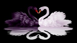 Заставка свадебные лебеди, скачать для видеомонтажа бесплатно