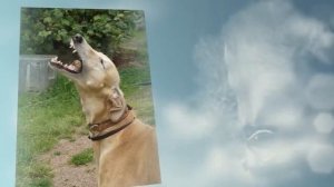 Хортая борзая