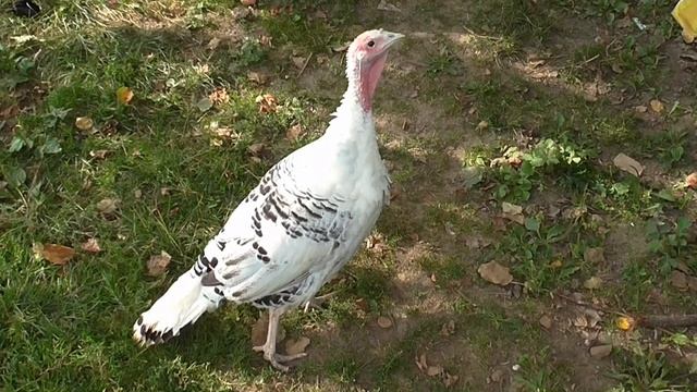 Делаю тёплую грядку для клубники. Собираю кабачки и тыквы. Новый барбекю в действии. Живу в деревне смотреть онлайн