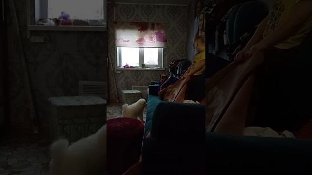 Кто кого? Щенок самоеда или маленькая девочка? #самоед #щенок #шалости #шалости животных #однидома