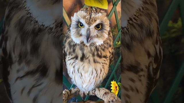 Вот и поговорили с совой ?? смотреть онлайн