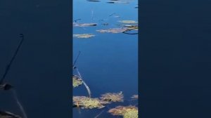 Воронье озеро. Калининград
