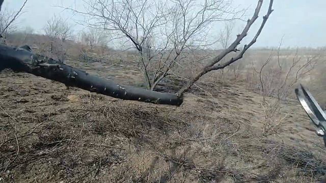 Обрезка запущенного абрикоса. Второй год после омоложения. смотреть онлайн