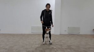 Трюки с собакой!