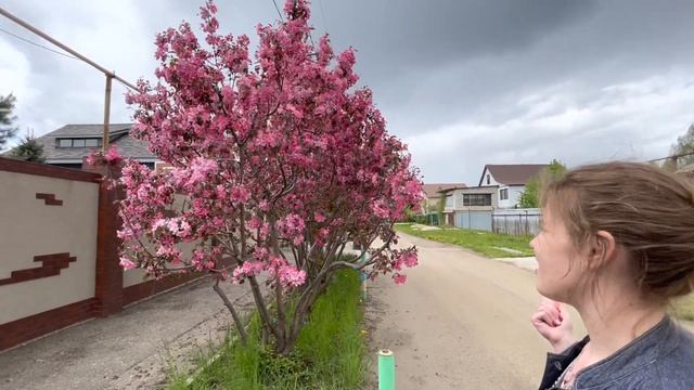 Декоративная яблоня Рудольф