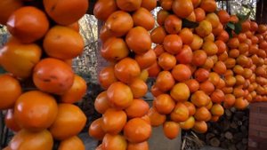 Сбор урожая хурмы Азербайджанская Кухня Деревенская Кухня  Рецепты