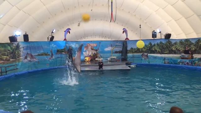 Дельфинарий в Уфе. Отрывки из шоу! смотреть онлайн